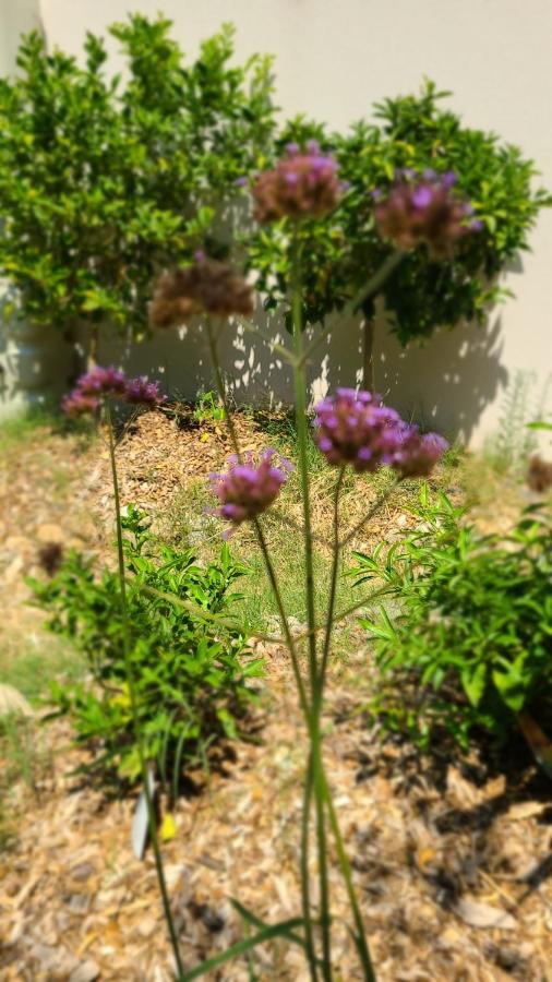 Chez Nous Dans Notre Petit Jardin Appartement Montpellier Buitenkant foto